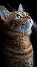 chat 05